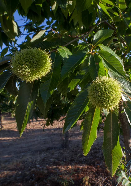 Söt Kastanj Omogna Frukter Castanea Sativa Eller Spansk Kastanjeträd Slutet — Stockfoto