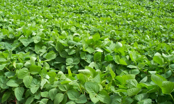 Plantation Soja Gevora Vegas Bajas Del Guadiana Espagne Jeunes Plantes — Photo