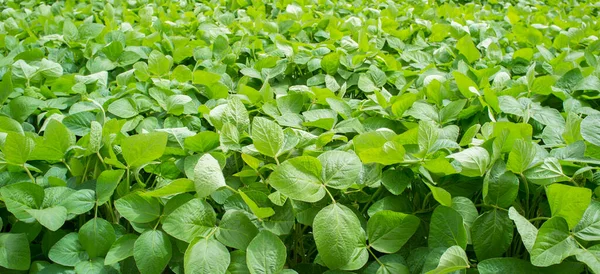 Gevora 'daki Soya Çiftliği, Vegas Bajas del Guadiana, İspanya. Genç yeşil bitkiler