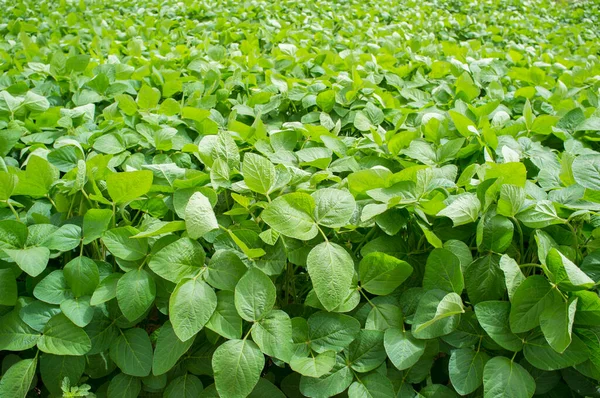 Gevora 'daki Soya Çiftliği, Vegas Bajas del Guadiana, İspanya. Genç yeşil bitkiler