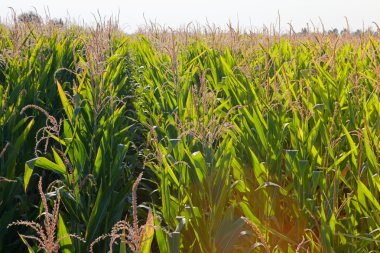 Kırsal kesimde kadife çalılık 