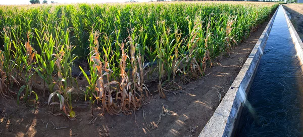 Canale di irrigazione sul campo di mais — Foto Stock