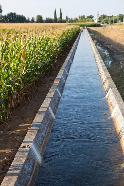 Irrigation canal on corn field — Stock Photo, Image