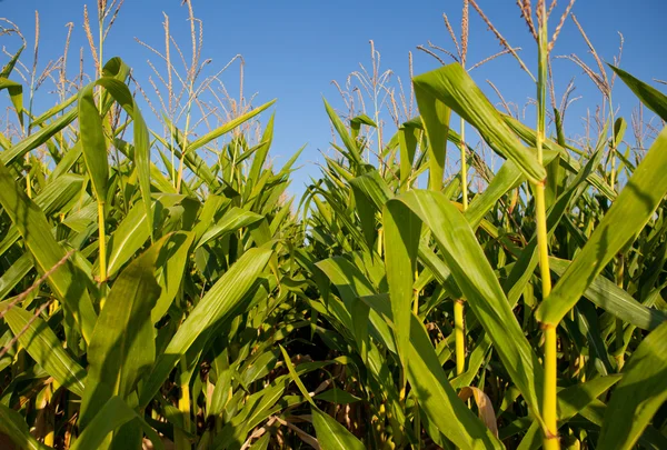 Rice paddy against blue sky — Stock Photo, Image