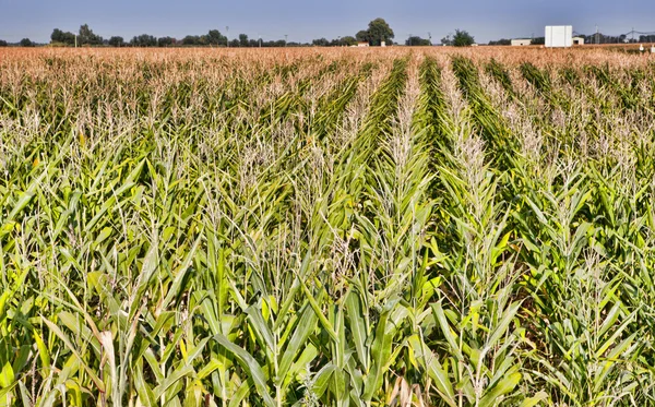 Cane thicket in the countryside — Stock Photo, Image