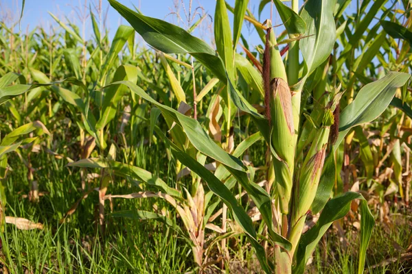 Ähren von jungem Mais im Feld — Stockfoto