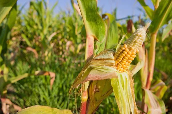 Ähren von jungem Mais im Feld — Stockfoto