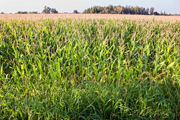 Zagęszczenie trzciny cukrowej na wsi — Zdjęcie stockowe