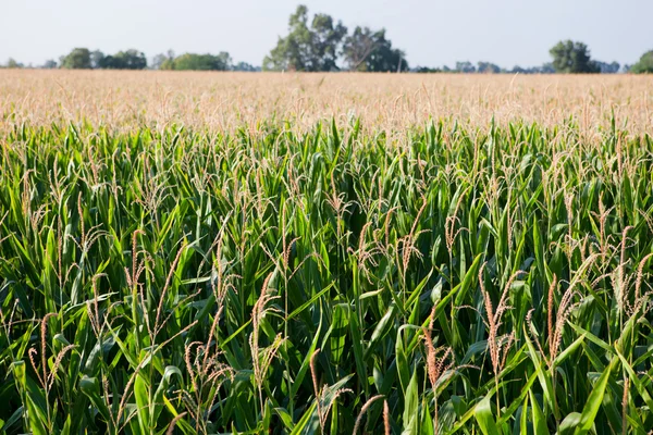 Espesura de caña en el campo —  Fotos de Stock