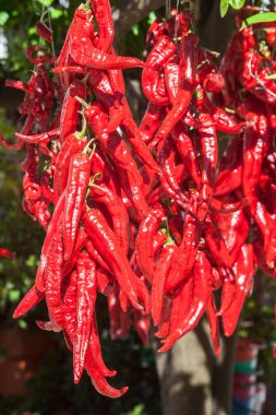 Ristra de guindas, dışarıda, güneş altında kuruyor. Guindalar bir demet olarak dikilmiş uzatılmış biberlerdir ve kurutmak için havalandırılırlar. Acena de la Borrega, Extremadura, İspanya