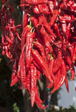 Ristra de guindas, dışarıda, güneş altında kuruyor. Guindalar bir demet olarak dikilmiş uzatılmış biberlerdir ve kurutmak için havalandırılırlar. Acena de la Borrega, Extremadura, İspanya