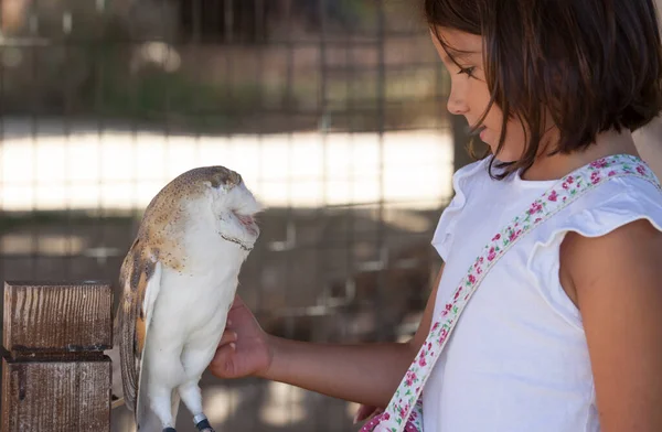 子供の女の子は鳥救助センターで負傷した納屋のフクロウを愛撫 子どもの環境教育の考え方 — ストック写真