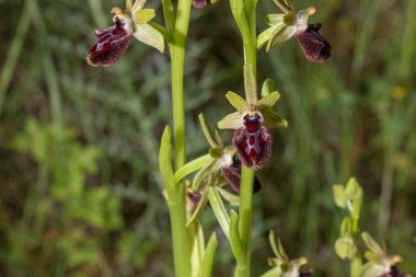Güzel, nadir bulunan orkide Ophrys sphegodes ayrıca erken dönem örümcek orkidesi olarak da bilinir. Valverde de Leganes, Extremadura, İspanya