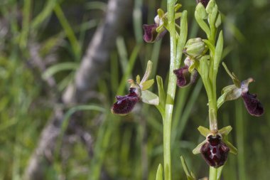 Güzel, nadir bulunan orkide Ophrys sphegodes ayrıca erken dönem örümcek orkidesi olarak da bilinir. Valverde de Leganes, Extremadura, İspanya