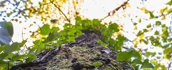 Ivy Klättrar Upp Gamla Kastanjens Yta Magisk Höst Ambroz Valley — Stockfoto