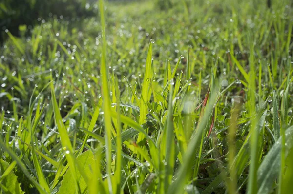 Vacker Mark Grönt Gräs Vinter Solnedgång Blad Full Daggdroppar — Stockfoto