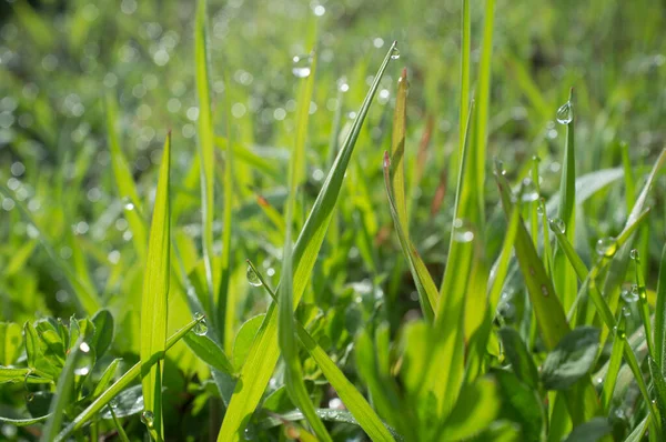 Hermosa Hierba Verde Tierra Una Puesta Sol Invierno Hoja Llena —  Fotos de Stock