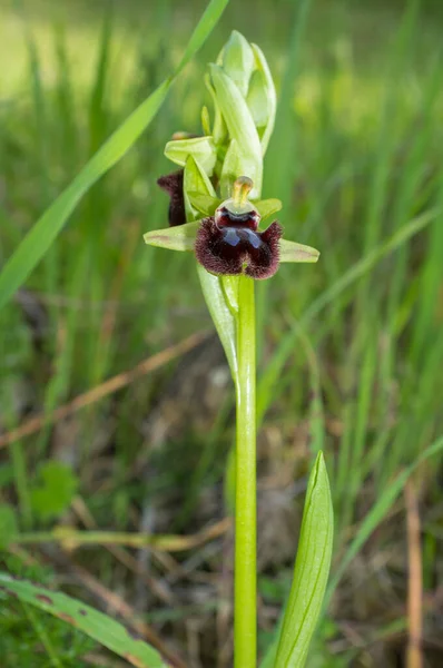 Beautiful Wild Rare Orchid Ophrys Sphegodes Also Known Early Spider — Stock Photo, Image