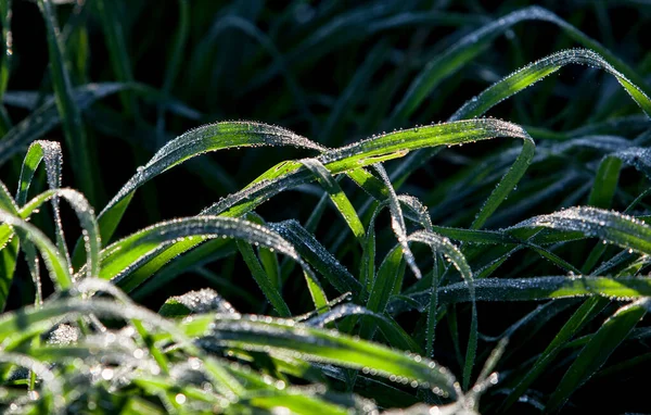 Belle Longue Herbe Verte Par Une Journée Hiver Pleine Gouttes — Photo