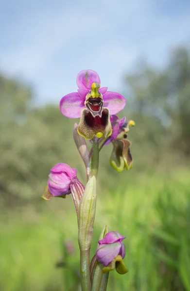 Hermosa Orquídea Rara Salvaje Rosa Ophrys Tenthredinifera Valverde Leganes Extremadura — Foto de Stock