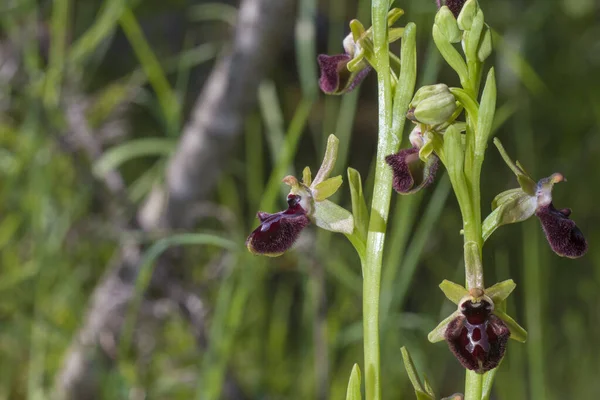 Beautiful Wild Rare Orchid Ophrys Sphegodes Also Known Early Spider — Stock Photo, Image