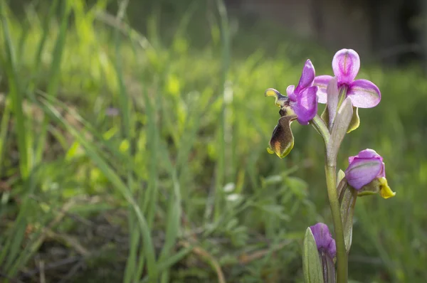 Belle Orchidée Sauvage Rare Rose Ophrys Tenthredinifera Valverde Leganes Estrémadure — Photo