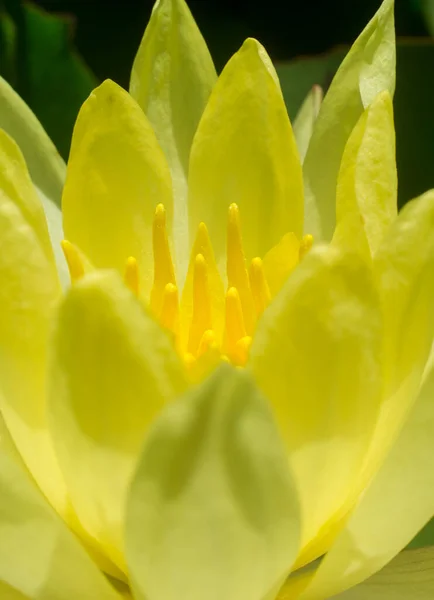 Ninfee Messicana Nymphaea Mexicana Specie Invasiva Problematica Primo Piano — Foto Stock