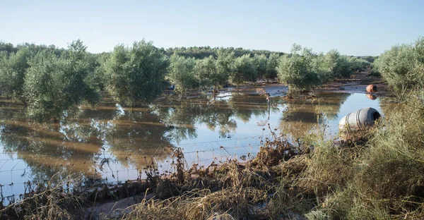 Tierra Barros Zeytin Koruluğu Sel Altında Kaldı Extremadura Spanya — Stok fotoğraf