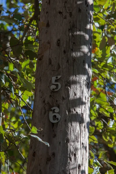 Bâton Bois Traditionnel Avec Perforations Aux Insectes Gros Plan — Photo