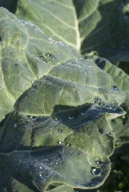 Brokoli yaprakları çiğ taneleriyle dolu. Yakın çekim.