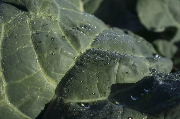 Broccoli Leaves Full Drops Dew Closeup — Stock Photo, Image