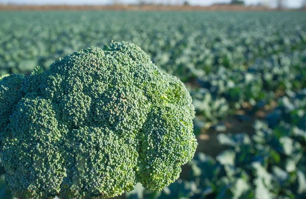 Florete Brócoli Sobre Surcos Tierras Cultivo Pradera Del Río Guadiana —  Fotos de Stock