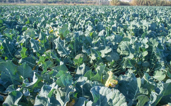 Culture Brocoli Traversée Rivière Guadiana Meadow Estrémadure Espagne — Photo