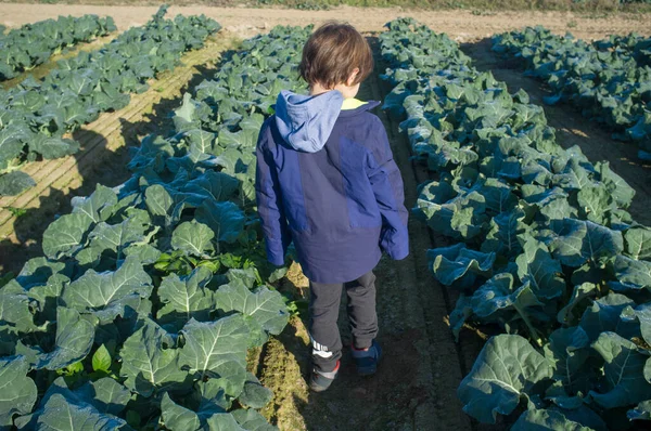 Niño Explorando Brócoli Pradera Del Río Guadiana Extremadura España —  Fotos de Stock