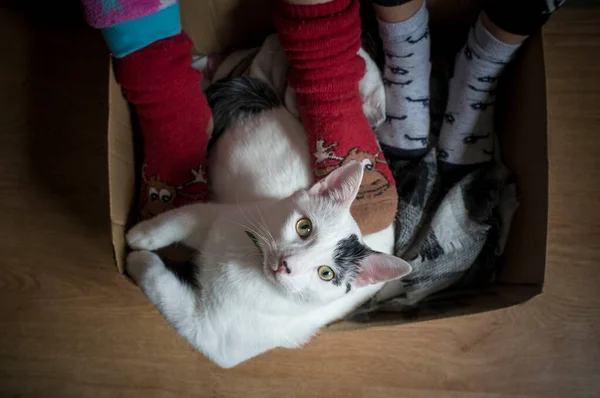 2人の子供は冬の靴下を白い猫で世話する ペットはカメラを見ている — ストック写真