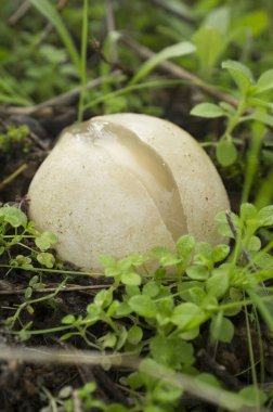 Immature Phallus impudicus or common stinkhorn. Specimen growing between Gum rockrose plants. Extremadura, Spain