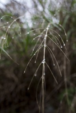 Winter shower over wild herb plants. Closeup
