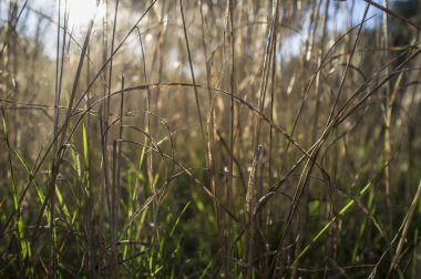 Winter sunset over wild yellow dehesa plants. Backlit shot