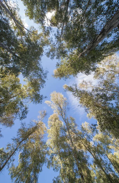 Eucalyptus Grove Close Guadiana Riverside Extremadura Spain Tree Introduced Spain — Stockfoto