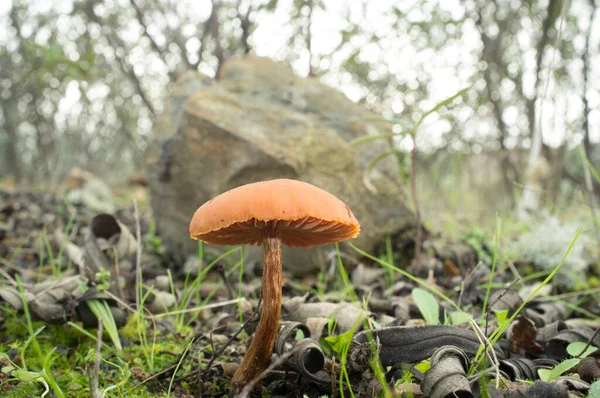 Unique Wild Mushroom Flammulina Cephalariae Growing Gum Rockrose Plants Extremadura — 스톡 사진