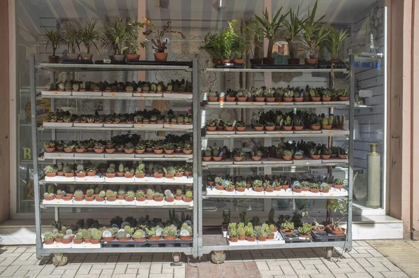 Succulent Cactus Pots Sell Exhibited Outdoors Floristry Displayed Pots Shelves — Fotografia de Stock