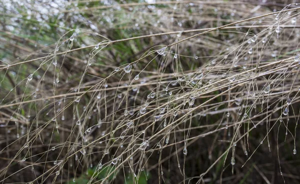 Winter Shower Wild Herb Plants Closeup — стоковое фото