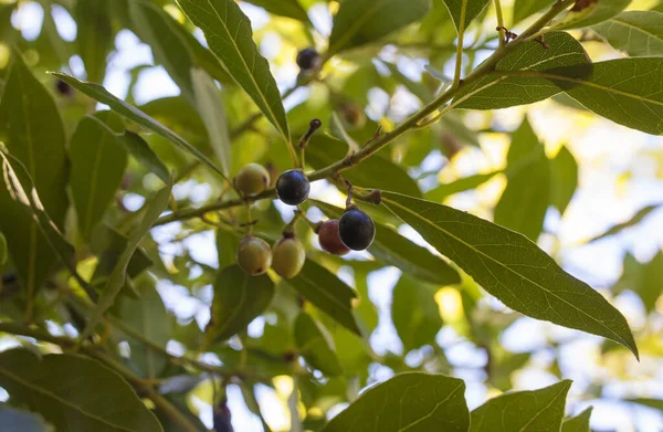 Bay Laurus Nobilis Berries Closeup Mediterranean Native Tree Used Seasoning — Zdjęcie stockowe