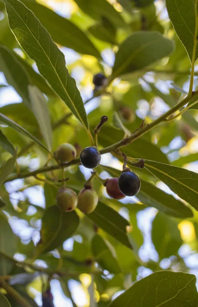 Bay Laurus Nobilis Berries Closeup Mediterranean Native Tree Used Seasoning — Stockfoto