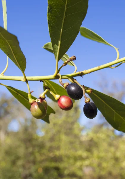 Bay Laurus Nobilis Berries Closeup Mediterranean Native Tree Used Seasoning — Stockfoto