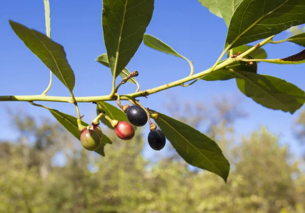 Bay Laurus Nobilis Berries Closeup Mediterranean Native Tree Used Seasoning — Stockfoto