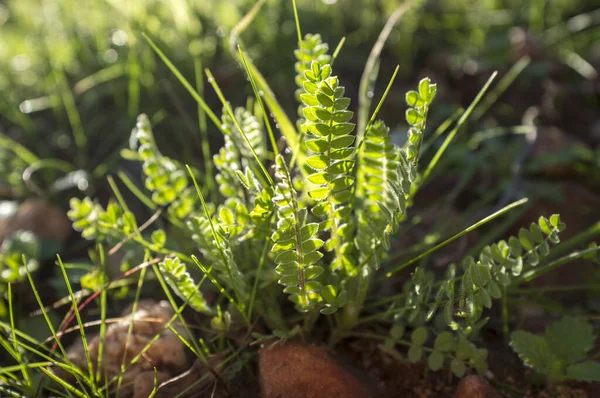 Astragalus Growing Winter Meadows Dehesa Forest Closeup — 图库照片