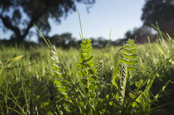 Astragalus Growing Winter Meadows Dehesa Forest Closeup — 스톡 사진