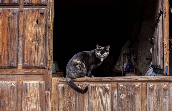 Cat Traditional Wooden Door Cabezuela Del Valle Valle Del Jerte — Stock Photo, Image