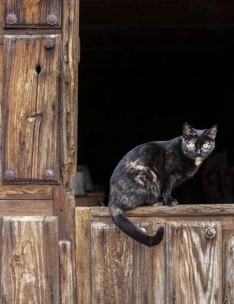 Cat Traditional Wooden Door Cabezuela Del Valle Valle Del Jerte — Fotografia de Stock